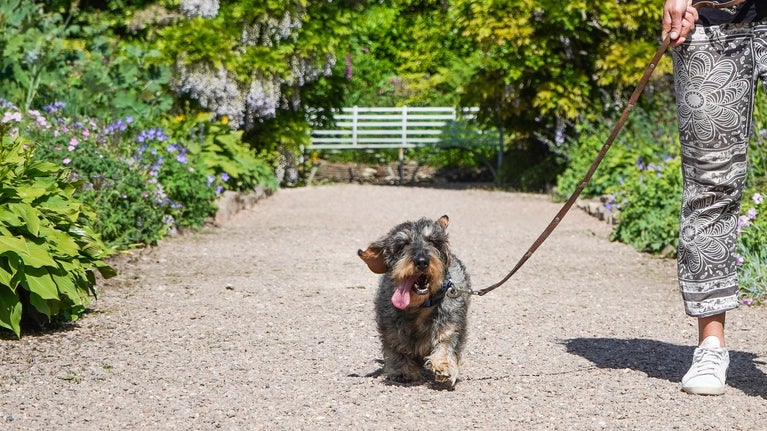 Dog and person walking along a gravel path in the gardens during summer at Arlington